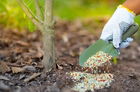 Удобрения при посадке весной: подкормка для деревьев, кустов, огорода и газона