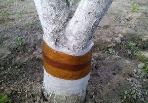 Обработка ствола деревьев от вредителей