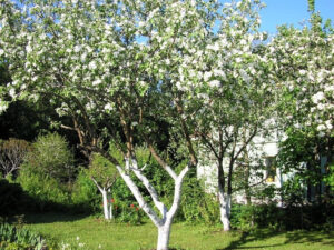 Обработка деревьев от вредителей и болезней весной