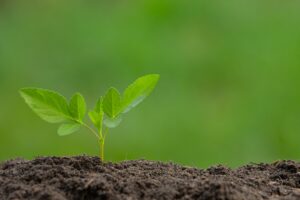 Как подбирать удобрения для растений с учетом почвы