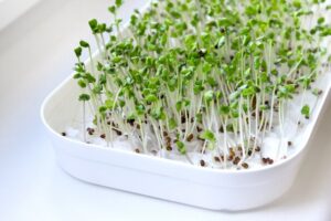 Микрозелень без земли выращивание МПФ Сезон