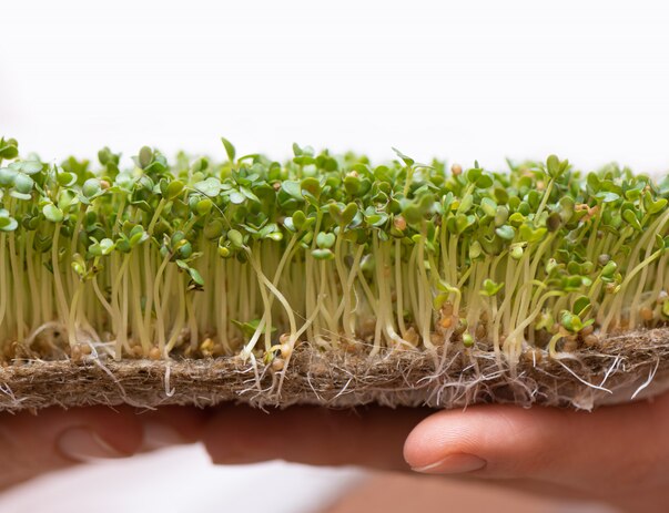 Выращиваем микрозелень в домашних условиях без земли: пошаговая инструкция